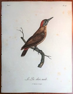1808年 Levaillant アフリカ鳥類の自然史 6巻 Pl.248 キツツキ科 アフリカコゲラ属 ハイガシラゲラ Le Pic olive 雄