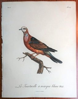 1808年 Levaillant アフリカ鳥類の自然史 6巻 Pl.269 ハト科 カワラバト属 レモンバト La Tourterelle a masque blanc 雄