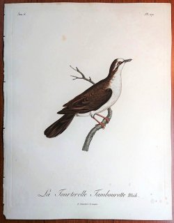 1808年 Levaillant アフリカ鳥類の自然史 6巻 Pl.272 ハト科 アオフバト属 タンバリンバト La Tourterelle Tambourette 雄