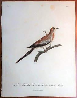 1808年 Levaillant アフリカ鳥類の自然史 6巻 Pl.274 ハト科 シッポウバト属 シッポウバト La Tourtelette a cravatte noire 雌