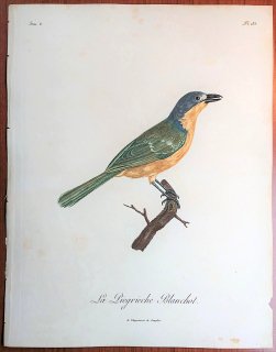 1808年 Levaillant アフリカ鳥類の自然史 6巻 Pl.285 ヤブモズ科 オオヤブモズ属 オオヤブモズ La Piegrieche Blanchot