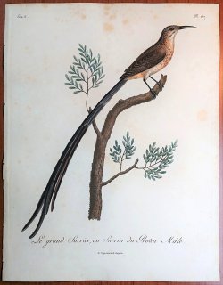 1808年 Levaillant アフリカ鳥類の自然史 6巻 Pl.287 オナガミツスイ科 オナガミツスイ属 オナガミツスイ Le Sucrier du Protea 雄