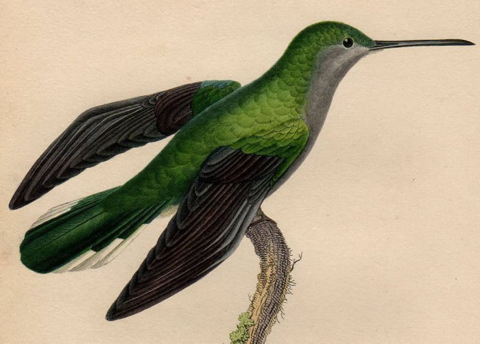 1829年 Lesson ハチドリの自然史 Pl.34 ハチドリ科 ケンバネハチドリ属 