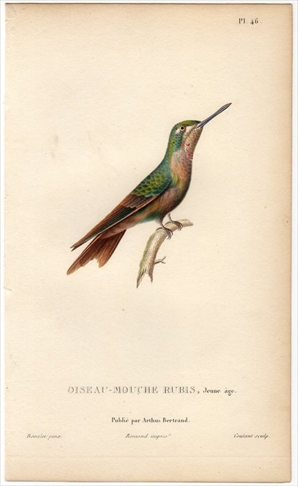 無料配達 「ハチドリの自然史」1830年からの手彩色版画一葉 極美 版画 おもちゃ・ホビー・グッズ￥21,038-www.dawajen.bh