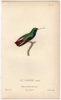 1829年 Lesson ハチドリの自然史 Pl.57 ハチドリ科 サファイアハチドリ属 サファイアハチドリ