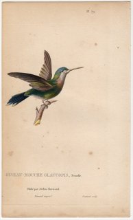 1829年 Lesson ハチドリの自然史 Pl.59 ハチドリ科 エンビモリハチドリ属 スミレボウシハチドリ
