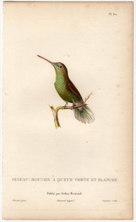 1829年 Lesson ハチドリの自然史 Pl.60 ハチドリ科 マルオハチドリ属 マルオハチドリ