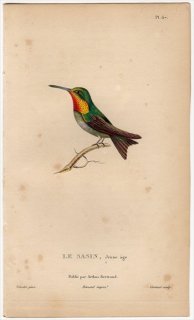 1829年 Lesson ハチドリの自然史 Pl.67 ハチドリ科 フトオハチドリ属 アレンハチドリ 若鳥