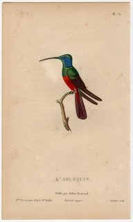 1829年 Lesson ハチドリの自然史 Pl.72 ハチドリ科 トロキルス属 L'ARLEQUIN