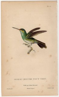 1829年 Lesson ハチドリの自然史 Pl.75 ハチドリ科 マルオハチドリ属 ヒメマルオハチドリ