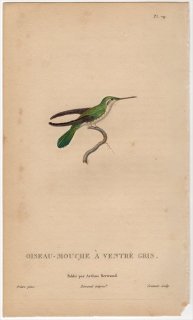 1829年 Lesson ハチドリの自然史 Pl.79 ハチドリ科 メリスガ属 コビトハチドリ