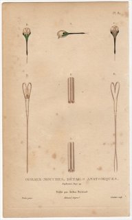 1829年 Lesson ハチドリの自然史 Pl.81 ハチドリ科 解剖図 嘴