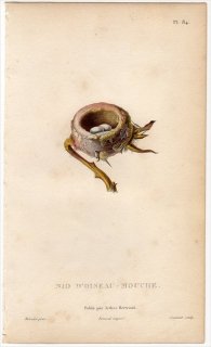 1829年 Lesson ハチドリの自然史 Pl.84 ハチドリ科 ハチドリの巣 卵
