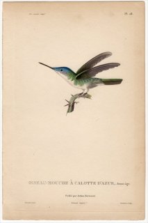 1829年 Lesson ハチドリの自然史 Pl.18 ハチドリ科 アマジリア属 ソライロボウシエメラルドハチドリ 若鳥