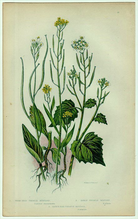 1855年 Pratt 英国の顕花植物 Pl 26 アブラナ科 エゾスズシロ ニンニクガラシなど3種 アンティークプリント ボタニカルアート 博物画の通販サイト Spirito Di Artigiano