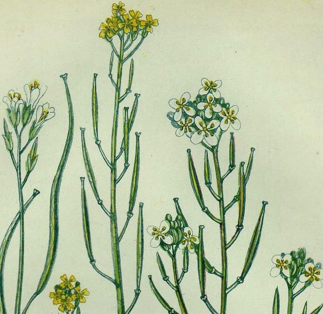 1855年 Pratt 英国の顕花植物 Pl 26 アブラナ科 エゾスズシロ ニンニクガラシなど3種 アンティークプリント ボタニカルアート 博物画の通販サイト Spirito Di Artigiano 1855年 Pratt 英国の顕花植物 Pl 26 アブラナ科 エゾスズシロ ニンニクガラシなど3種 アンティークプリント ボタニカルアート 博物画の通販サイト Spirito Di Artigiano