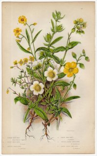 1855年 Pratt 英国の顕花植物 Pl.32 ハンニチバナ科 ハンニチバナ属 ツベラリア属 ロックローズ6種