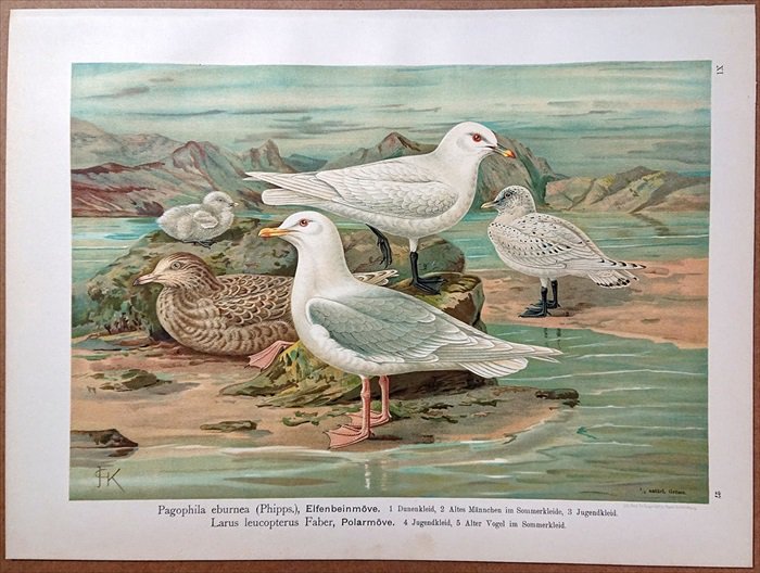 1902年 Naumann 中欧の鳥類の自然史 11巻 Pl 27 カモメ科 ゾウゲカモメ アイスランドカモメ 若鳥 夏羽 アンティークプリント ボタニカルアート 博物画の通販サイト Spirito Di Artigiano