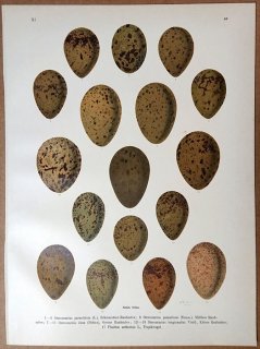 1902年 Naumann 中欧の鳥類の自然史 11巻 Pl.40 トウゾクカモメ科 クロトウゾクカモメ ネッタイチョウ科 アカハシネッタイチョウ 卵