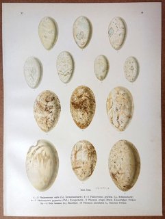 1902年 Naumann 中欧の鳥類の自然史 11巻 Pl.41 ウ科 カワウ カツオドリ科 シロカツオドリ ペリカン科 モモイロペリカン 卵