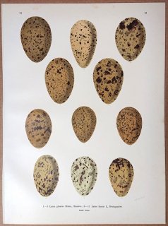 1902年 Naumann 中欧の鳥類の自然史 11巻 Pl.42 カモメ科 カモメ属 シロカモメ ニシセグロカモメ 卵