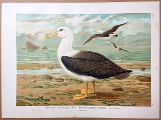 1902年 Naumann 中欧の鳥類の自然史 12巻 Pl.1 アホウドリ科 モリモーク属 マユグロアホウドリ 雌 成鳥
