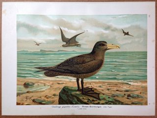 1902年 Naumann 中欧の鳥類の自然史 12巻 Pl.2 ミズナギドリ科 フルマカモメ属 オオフルマカモメ 成鳥