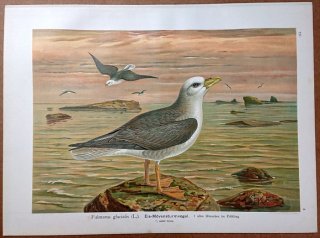 1902年 Naumann 中欧の鳥類の自然史 12巻 Pl.3 ミズナギドリ科 フルマカモメ属 フルマカモメ 雄 成鳥