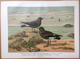 1902年 Naumann 中欧の鳥類の自然史 12巻 Pl.5 ウミツバメ科 ヒメウミツバメ アシナガウミツバメ 雄 成鳥