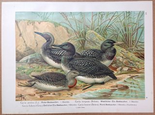 1902年 Naumann 中欧の鳥類の自然史 12巻 Pl.13 アビ科 アビ属 オオハム ハシグロアビ ハシジロアビ アビ 雄