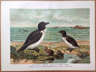 1902年 Naumann 中欧の鳥類の自然史 12巻 Pl.15 ウミスズメ科 オオハシウミガラス ヒメウミスズメ 雄