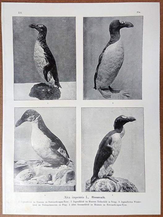 Extinct Birds【絶滅鳥類　洋書】 Amazon | Extinct Birds | Fuller, Errol | Paleontology