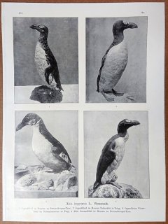 1902年 Naumann 中欧の鳥類の自然史 12巻 Pl.17a ウミスズメ科 オオウミガラス属 オオウミガラス 骨格 剥製写真 3枚 絶滅種