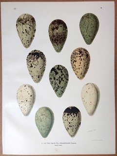 1902年 Naumann 中欧の鳥類の自然史 12巻 Pl.24 ウミスズメ科 ウミガラス属 ハシブトウミガラス 卵