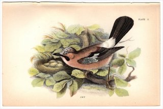 1894年 Sharpe Birds of Great Britain Pl.2 カラス科 カケス属 カケス JAY