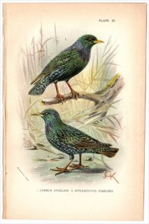 1894年 Sharpe Birds of Great Britain Pl.3 ムクドリ科 ムクドリ属 ホシムクドリ STARLING