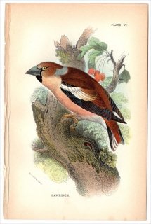 1894年 Sharpe Birds of Great Britain Pl.6 アトリ科 シメ属 シメ HAWFINCH