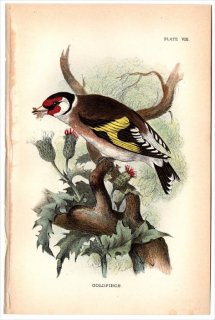 1894年 Sharpe Birds of Great Britain Pl.8 アトリ科 ヒワ属 ゴシキヒワ GOLDFINCH