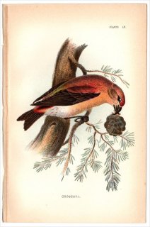 1894ǯ Sharpe Birds of Great Britain Pl.9 ȥ °  CROSSBILL