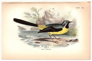 1894年 Sharpe Birds of Great Britain Pl.13 セキレイ科 セキレイ属 キセキレイ GREY WAGTAIL