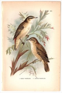 1894年 Sharpe Birds of Great Britain Pl.21 ヨシキリ科 ヨシキリ属 ヨーロッパヨシキリ REED WARBLER スゲヨシキリ SEDGE WARBLER