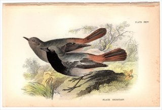 1894年 Sharpe Birds of Great Britain Pl.24 ツグミ科 ジョウビタキ属 クロジョウビタキ BLACK REDSTART