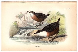 1894年 Sharpe Birds of Great Britain Pl.26 カワガラス科 カワガラス属 ムナジロカワガラス DIPPER