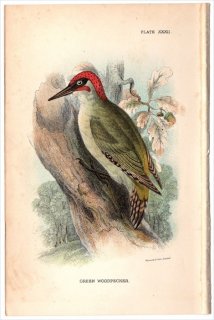 1896年 Sharpe Birds of Great Britain Pl.32 キツツキ科 アオゲラ属 ヨーロッパアオゲラ GREEN WOODPECKER