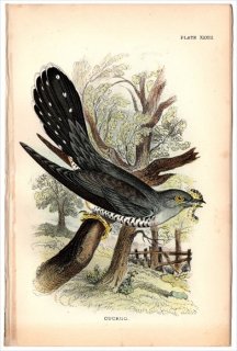 1896年 Sharpe Birds of Great Britain Pl.33 カッコウ科 カッコウ属 カッコウ CUCKOO
