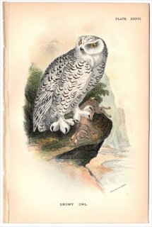 1896年 Sharpe Birds of Great Britain Pl.36 フクロウ科 ワシミミズク属 シロフクロウ SNOWY OWL