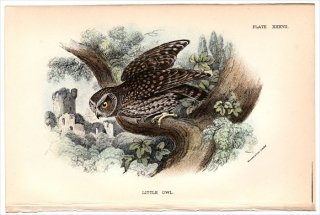 1896年 Sharpe Birds of Great Britain Pl.37 フクロウ科 コキンメフクロウ属 コキンメフクロウ LITTLE OWL