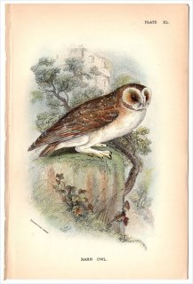 1896年 Sharpe Birds of Great Britain Pl.40 メンフクロウ科 メンフクロウ属 メンフクロウ BARN OWL