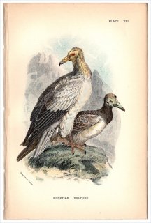 1896ǯ Sharpe Birds of Great Britain Pl.41  ץȥϥ亮° ץȥϥ亮 EGYPTIAN VULTURE