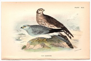 1896ǯ Sharpe Birds of Great Britain Pl.42  奦° ϥ奦 HEN HARRIER